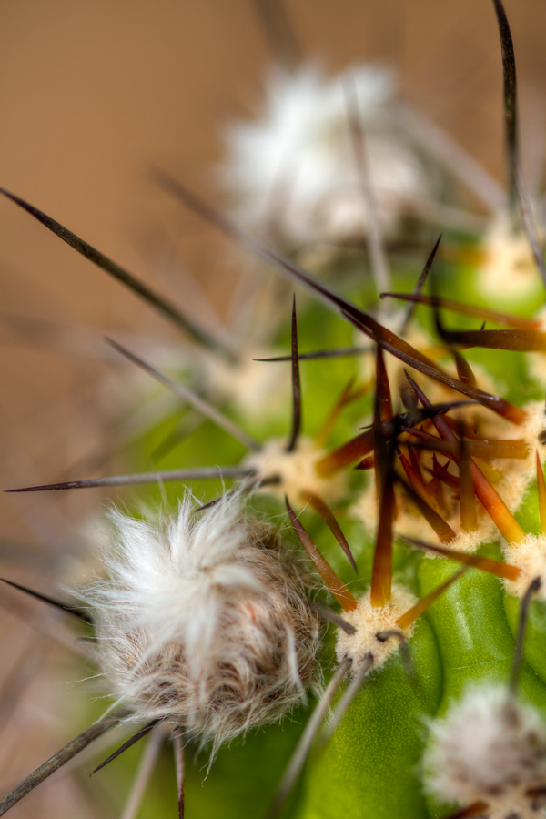 Hairy Cacti in Phoenix, Arizona