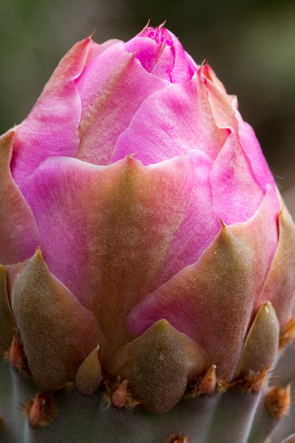 Yellow Bud in Phoenix, Arizona