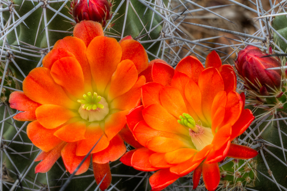 Orange Cluster in Phoenix, Arizona
