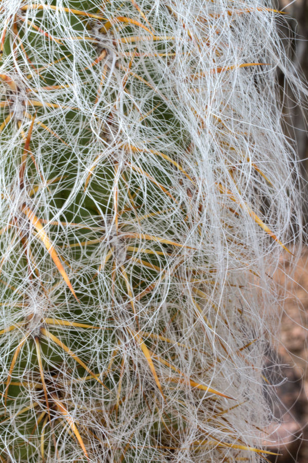 Old Man in Phoenix, Arizona