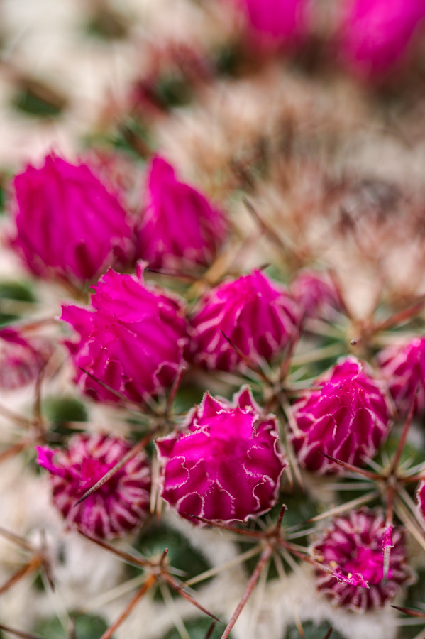 Red Bud in Phoenix, Arizona