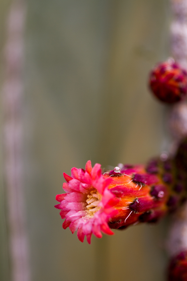 Long Stalk in Phoenix, Arizona