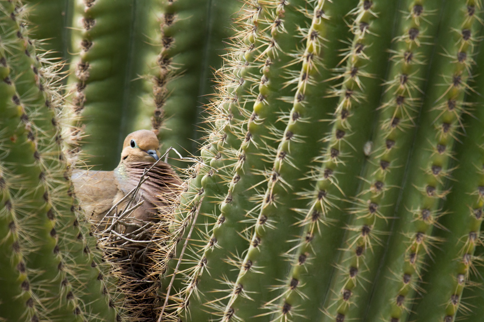 Well Protected in Phoenix, Arizona