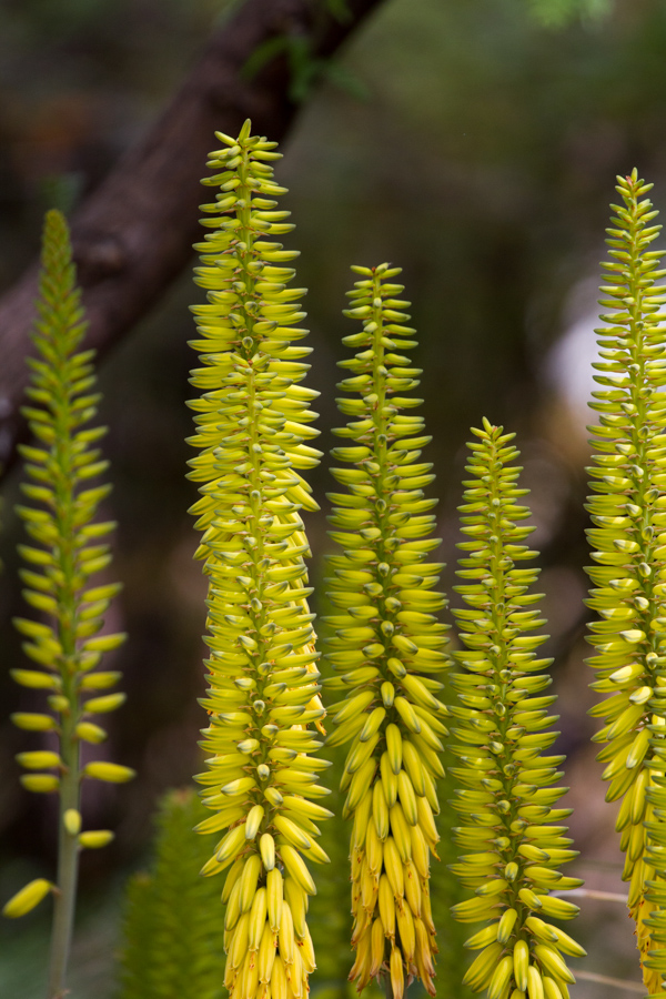 Aloe  in Phoenix, Arizona
