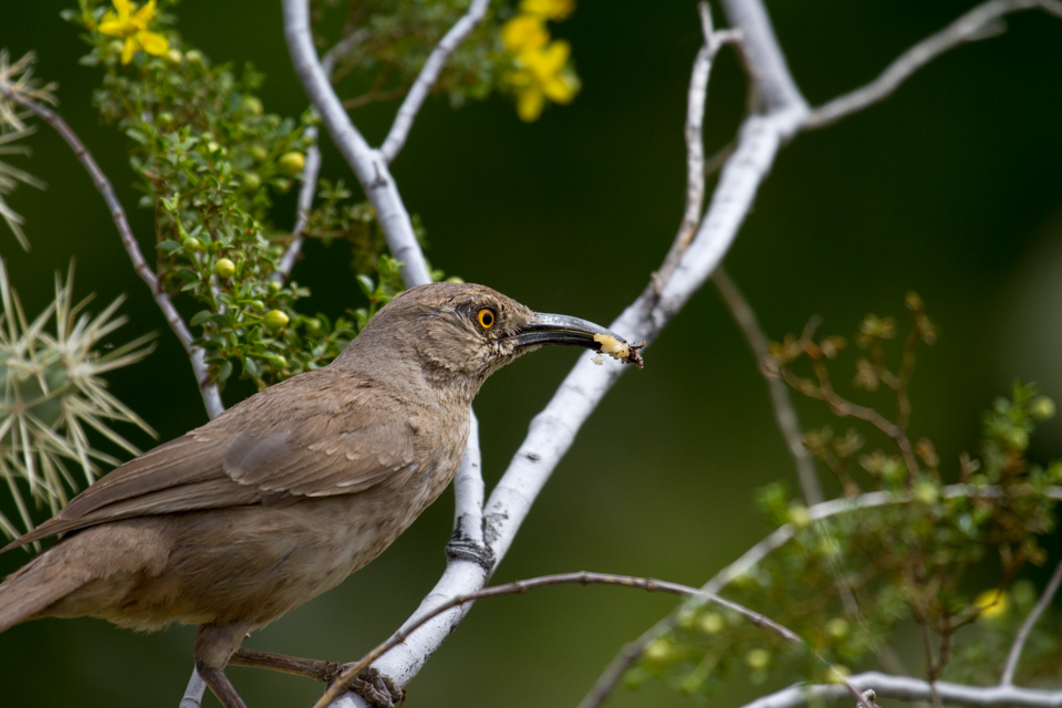 Snacking in Phoenix, Arizona