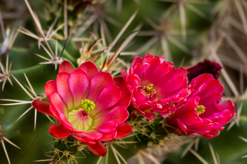 Red Trio in Phoenix, Arizona