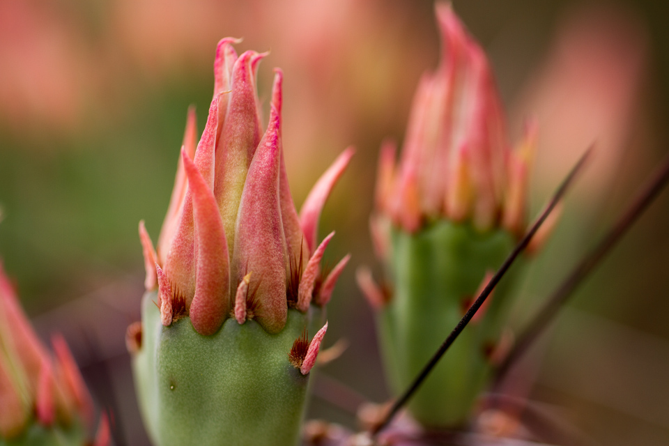 Cactus Buds in Phoenix, Arizona