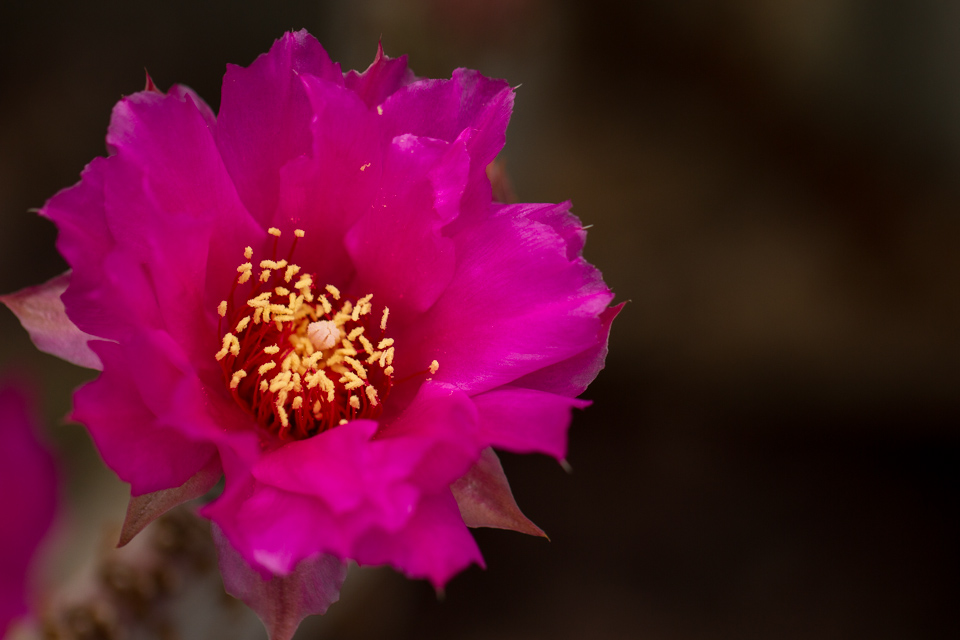 Thats Purple in Phoenix, Arizona