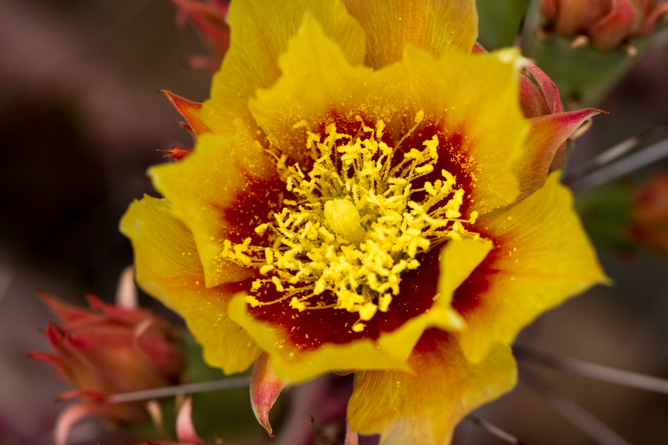 Sun Flower in Phoenix, Arizona