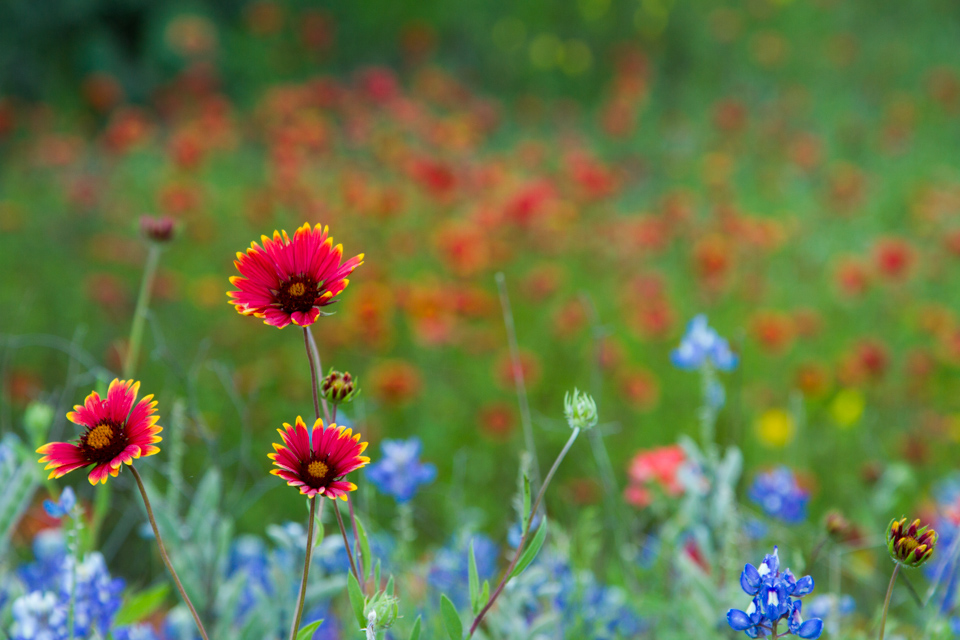 Field of Flowers in Austin, Texas