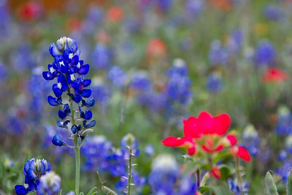 Blue Bonnet in Austin, Texas