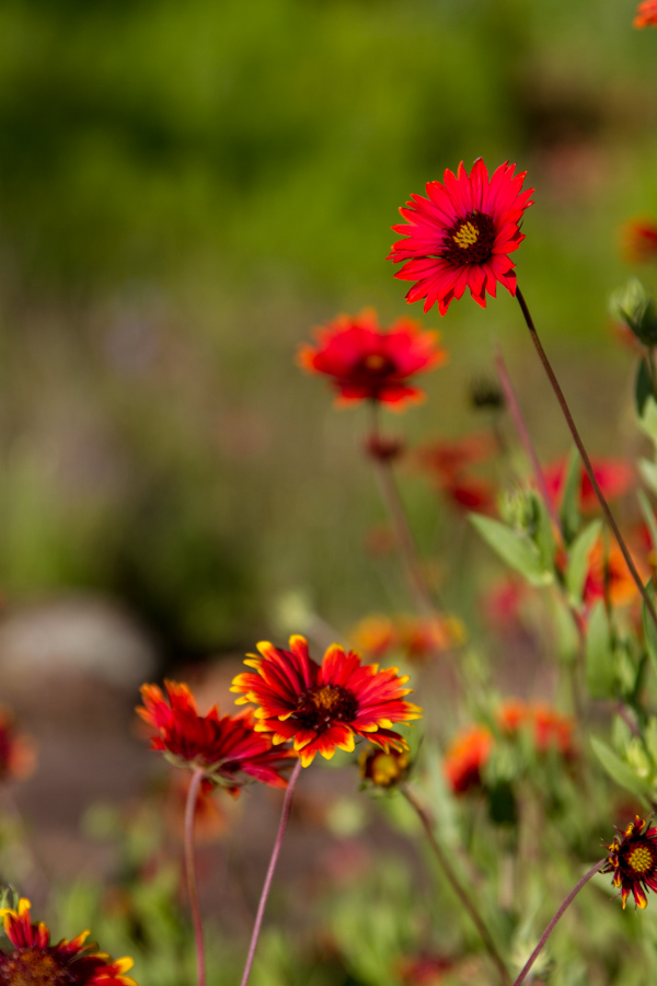 Texas Wildflowers in Austin, Texas