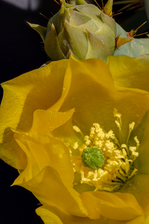 Pollen in Austin, Texas