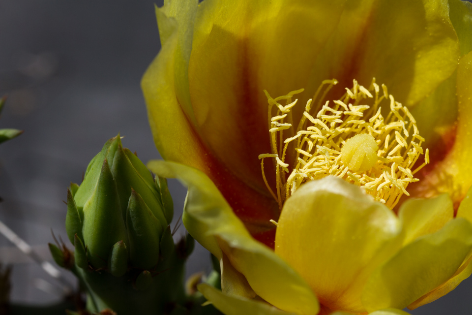 Cactus Bud in Austin, Texas