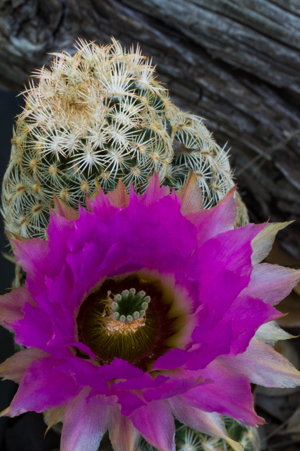 Big Flower in Austin, Texas