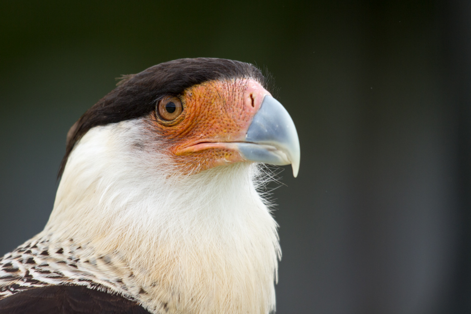 Crested Caracara in Austin, Texas