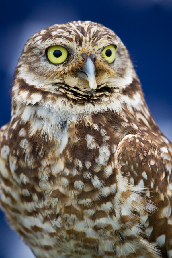Burrowing Owl in Austin, Texas
