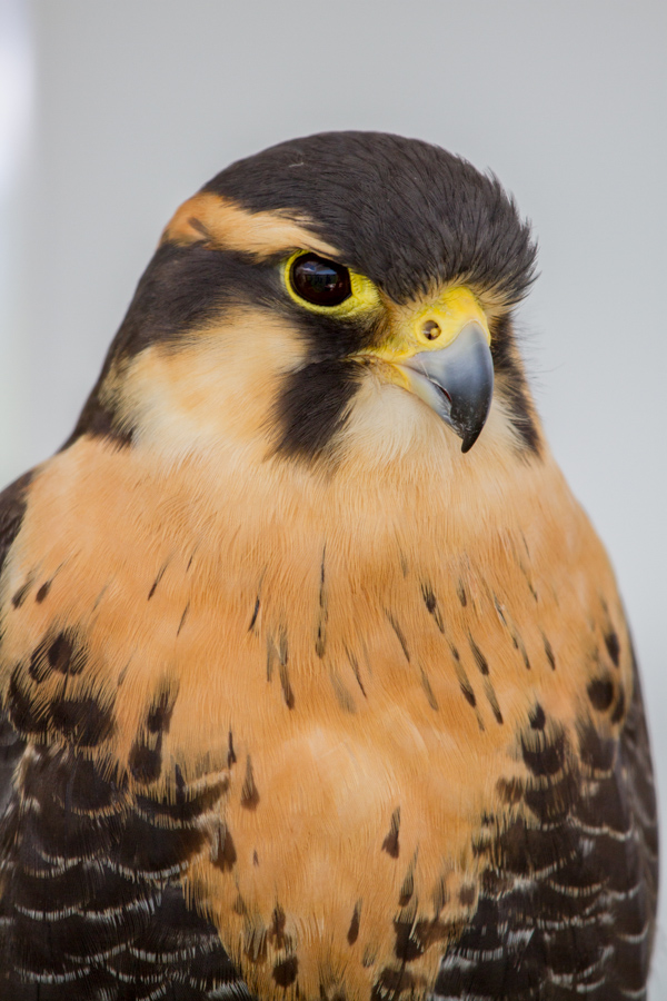 Aplomado Falcon in Austin, Texas