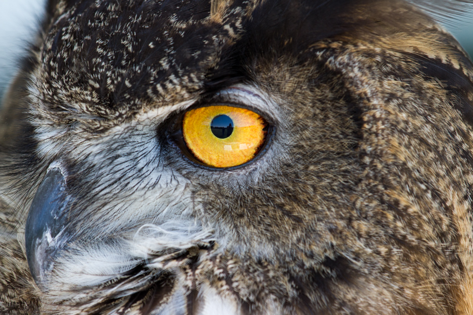 Sharp Eye in Austin, Texas