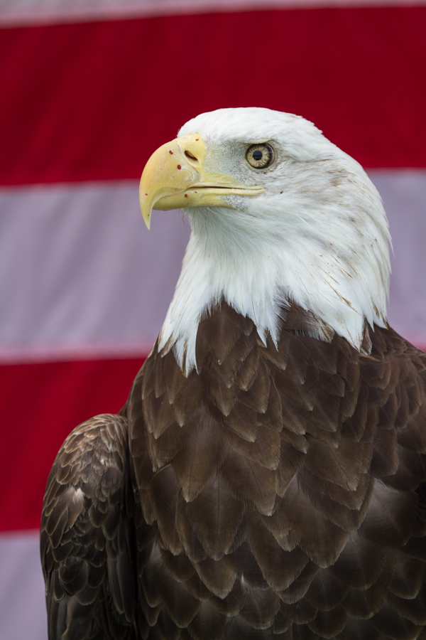 Bald Eagle in Austin, Texas