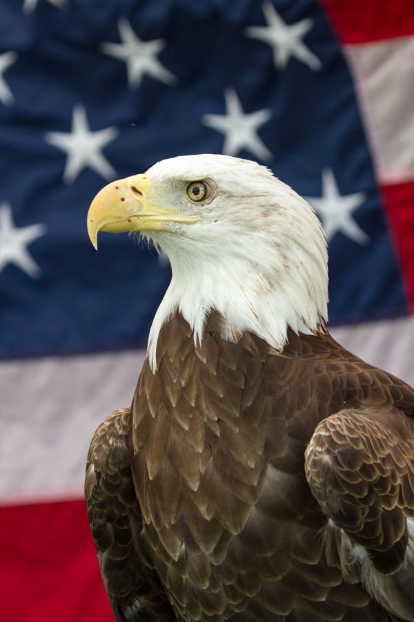 Proud American  in Austin, Texas