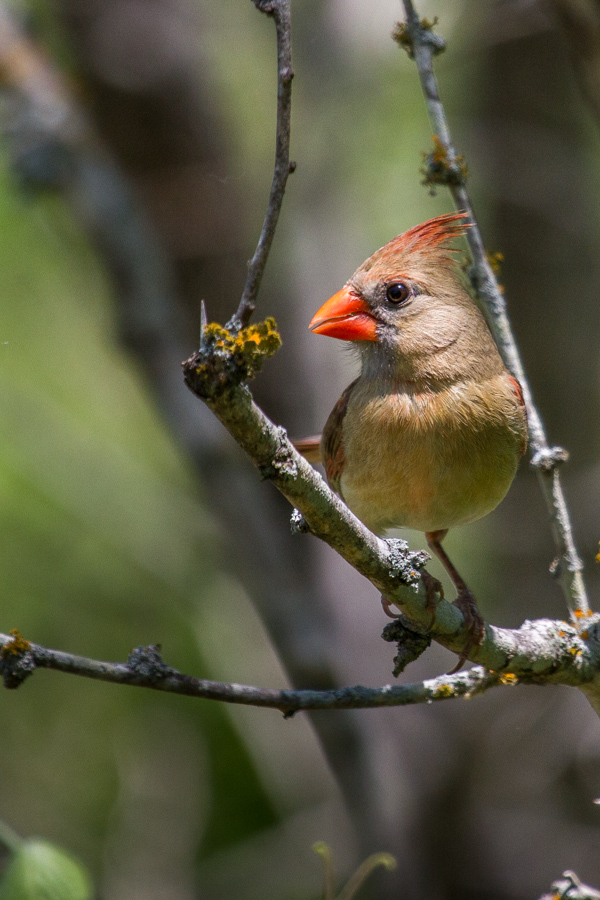 Local Cardinal in Austin, Texas