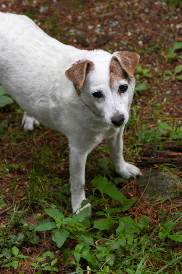 Forest Pup in Highlands, North Carolina