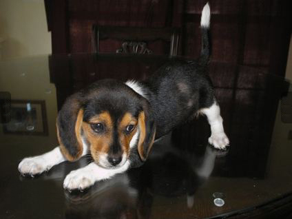 Little Beagle in Austin, Texas