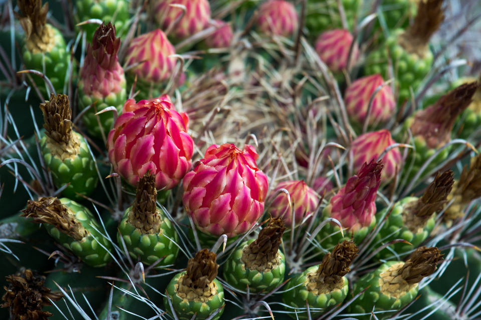 Red Crown in Phoenix, Arizona