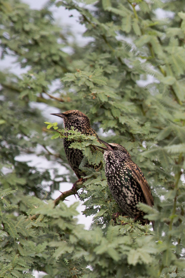 Singing Wren in Phoenix, Arizona