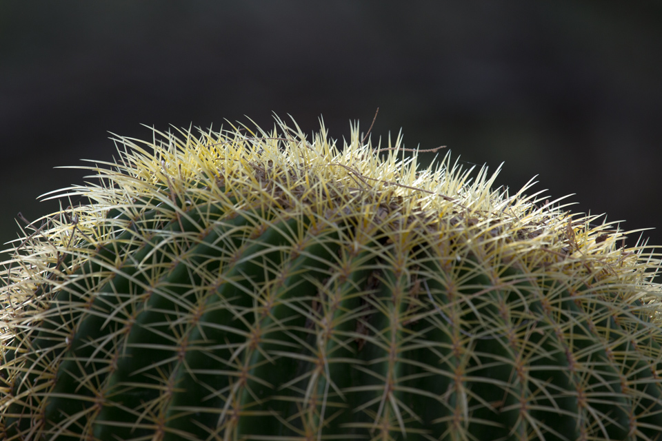 Golden Spines in Phoenix, Arizona