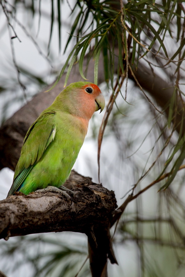Rosy-faced Lovebird in Phoenix, Arizona