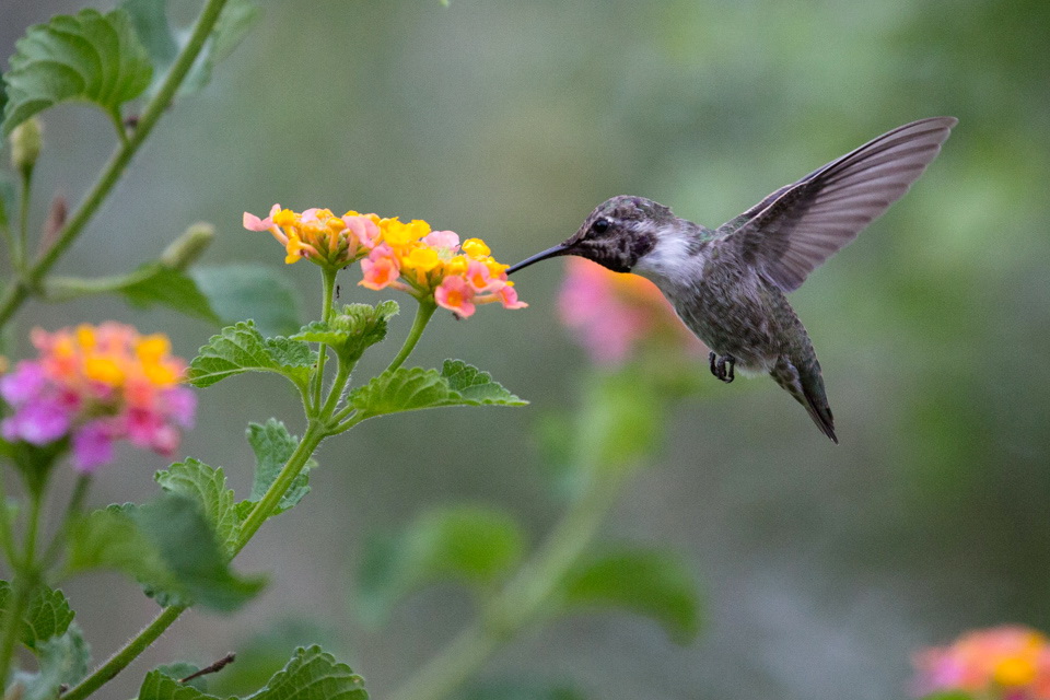 Flower Breakfast in Phoenix, Arizona