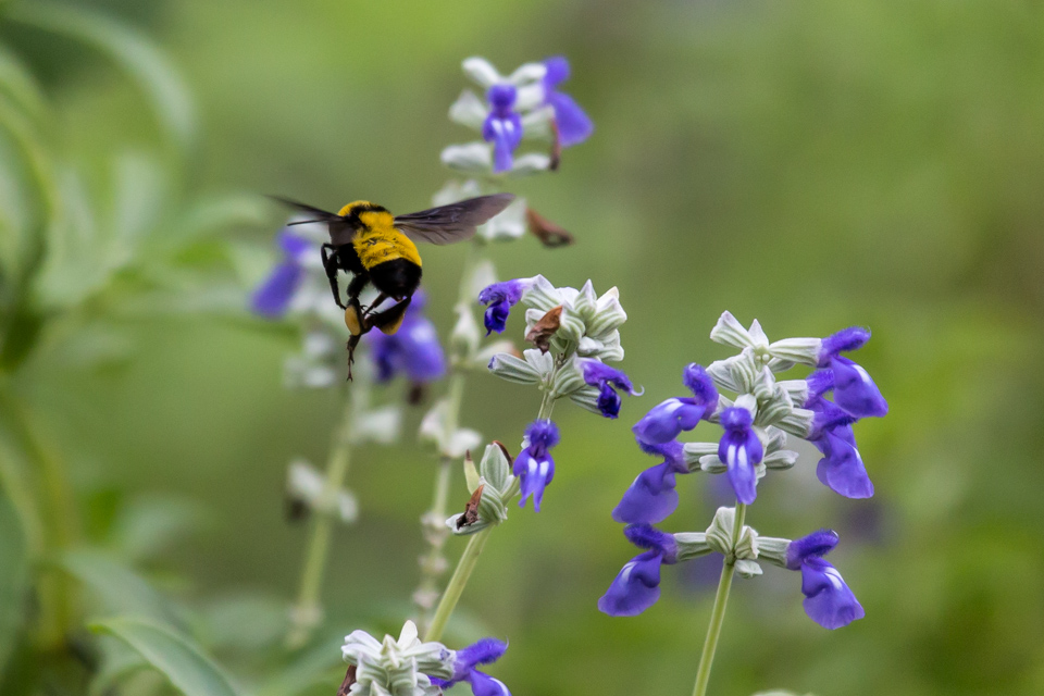 Collecting Pollen in Phoenix, Arizona