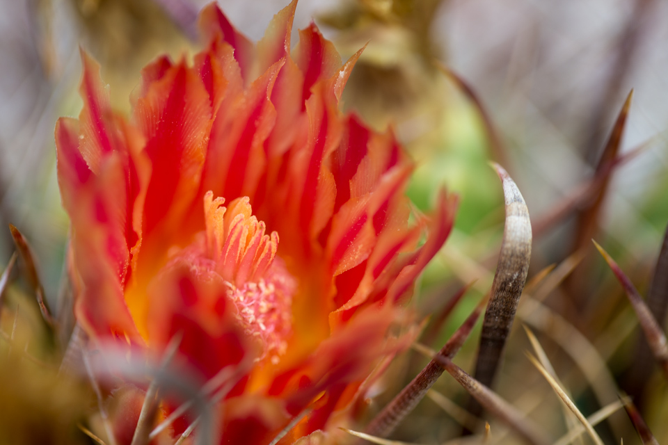 Scarlet Cactus in Phoenix, Arizona