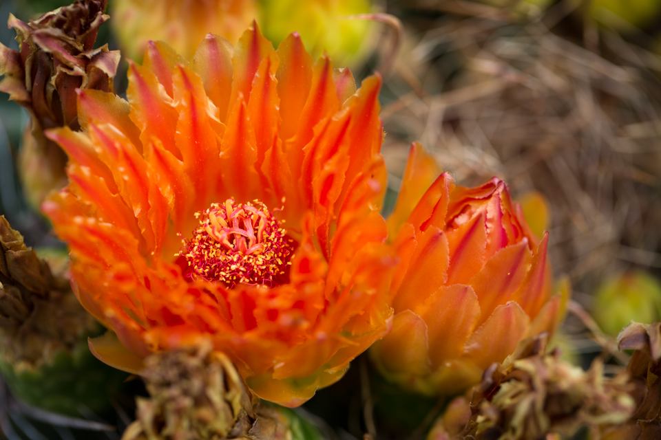 Bright Orange in Phoenix, Arizona