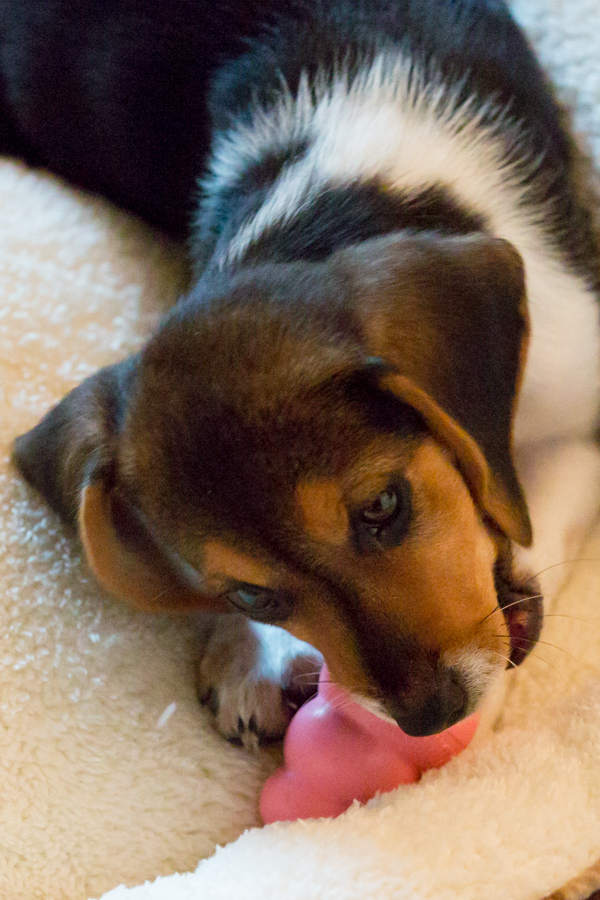 Pink Kong in Austin, Texas
