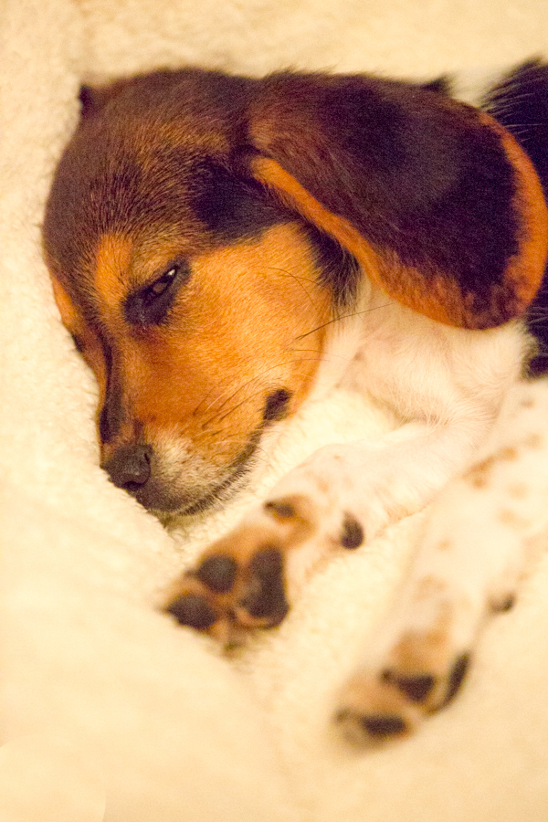 Sleepy in Austin, Texas