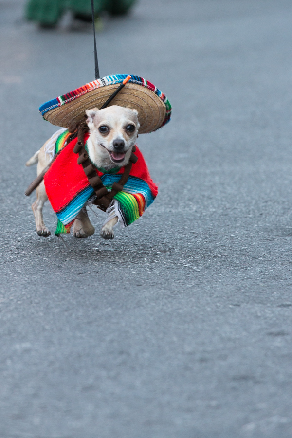Chihuahue in Austin, Texas