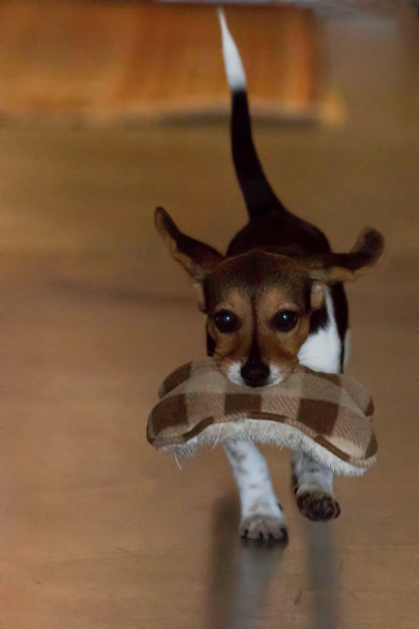 Fetch in Austin, Texas