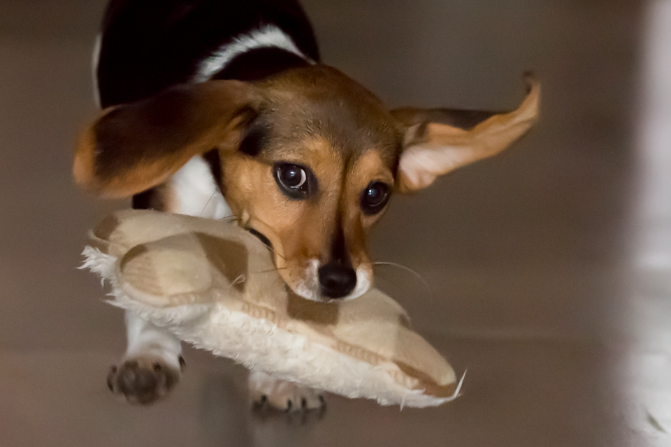 Ears Flying in Austin, Texas