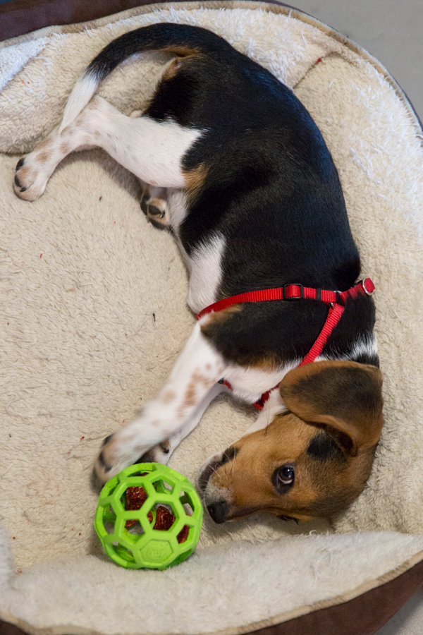 Treat Ball in Austin, Texas