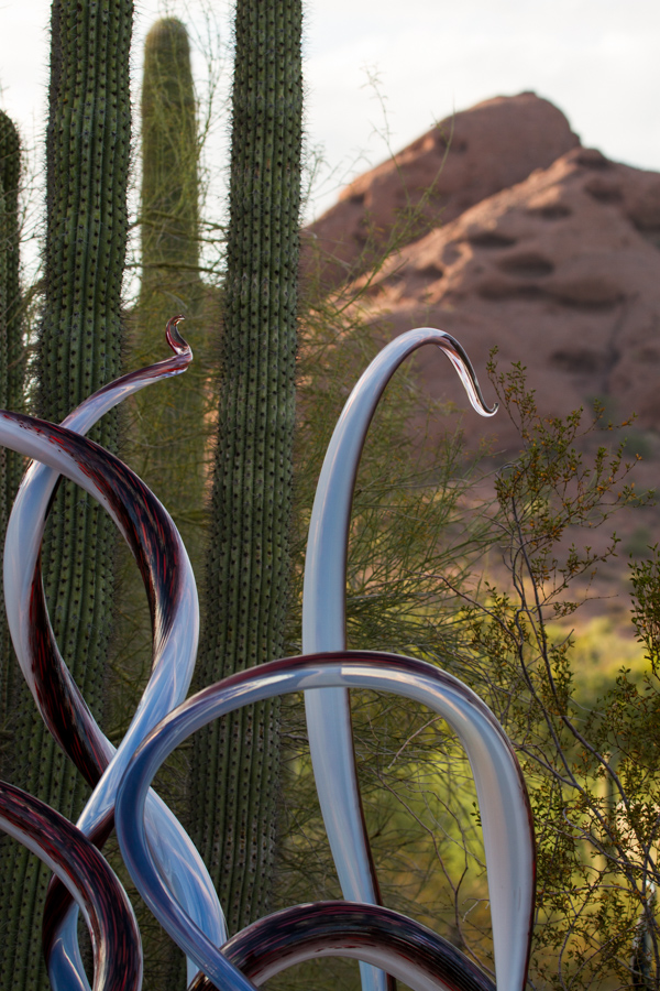 Glass and Desert in Phoenix, Arizona