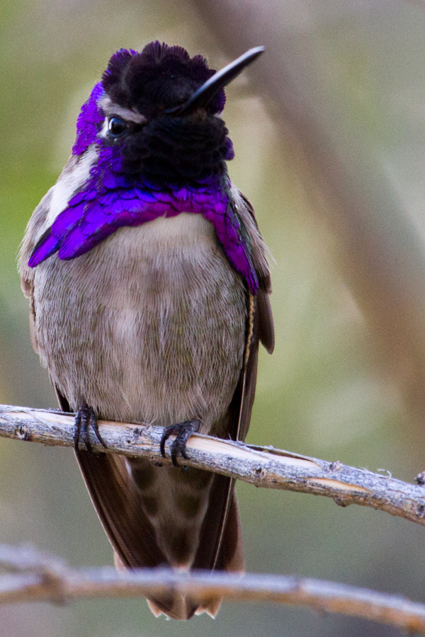 Purple Cape in Phoenix, Arizona