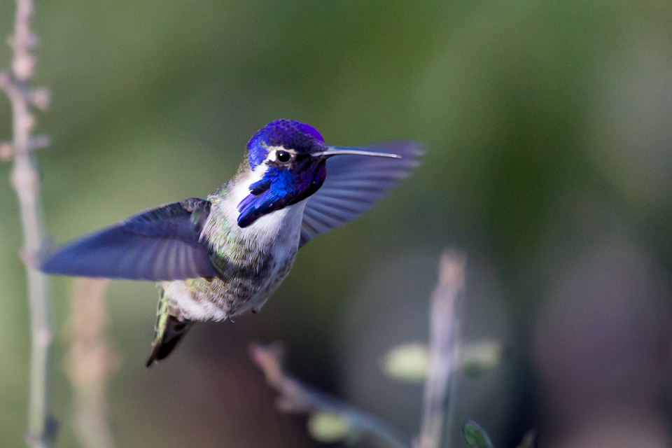 Blue Throat in Phoenix, Arizona