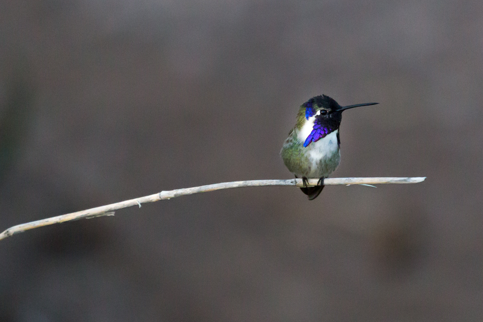 On a Perch in Phoenix, Arizona