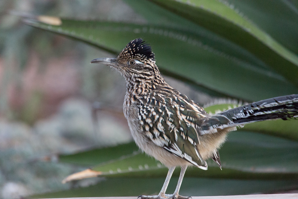 Roadrunner in Phoenix, Arizona