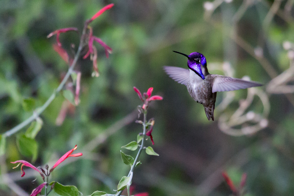 Pretty Dancer in Phoenix, Arizona
