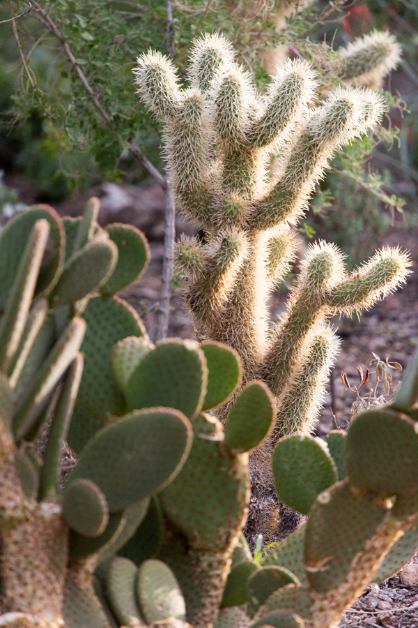 Cactus in Phoenix, Arizona