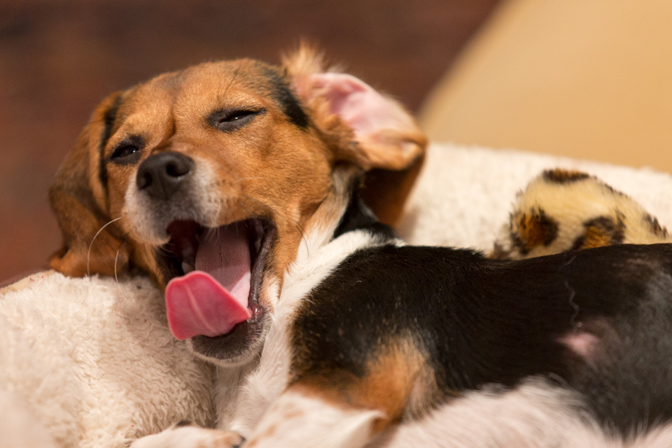 Sleepy Pup in Austin, Texas